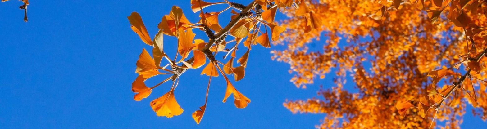 Ginkgo Tree