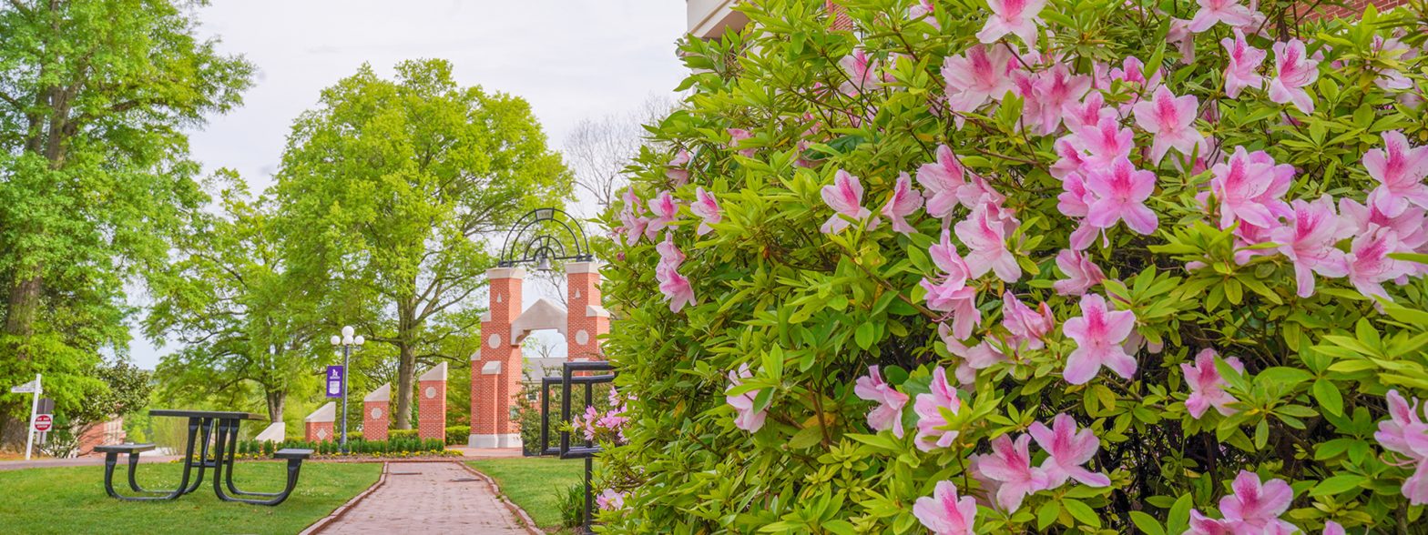 Azaleas on the University of Montevallo campus